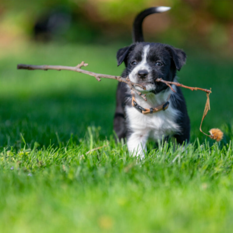 Dog Boarding Page Dog Boarding Page